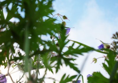Blätter und Blumen im Sonnenlicht, Naturaufnahme mit blauem Himmel, Fokus auf Pflanzen und Garten, schöne Garten- und Blumenaufnahmen, ideal für Gartenliebhaber und Naturexperten.