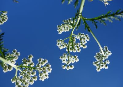 Blühende Kräuterpflanze mit kleinen weißen Blüten vor klarem blauen Himmel.