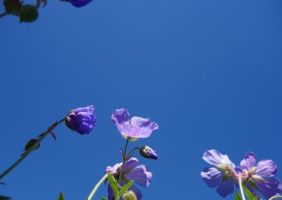 Bunte Stockrosen vor blauem Himmel, sonnige Gartendekoration, Blumen für Gartenliebhaber, wunderschöne Pflanzen, Gartenkunst, Natur und Blütenpracht, sommerliches Gartendesign, Blütenvielfalt, grüner Daumen, nachhaltige Gartenpflege.