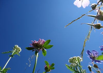 Blumen unter blauem himmel, sonnige naturaufnahme mit bunten blüten, frühlingshafte landschaft, gartenpflanzen, makroaufnahme, sonnig und klar, niedliche pflanzen, blühendes grün, sommerliche stimmung, bunte blütenpracht, natürliche umgebung, schöne landschaft, blumen im summer, farbenfrohe blüten, sommergarten.