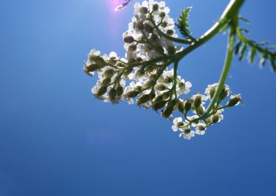 Zarte weiße Blüten vor klarem blauen Himmel, Frühlings- oder Sommerblume, Nahaufnahme, Natur, botanische Aufnahme.