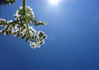 Blume, schmetterling, natur, sonnenschein, blumenwiese, sommer, landschaft, sonnige tage, botanischer garten, pflegeleichte pflanze.
