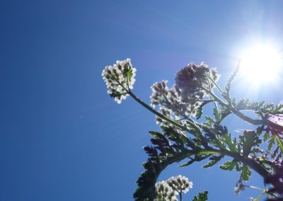 Blumen im Sonnenlicht, blauer Himmel, Natur, Garten, Gartendekoration, Sommer, Pflanzen, Flora, blühende Pflanzen, Naturaufnahme.