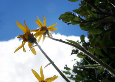 Sonokats-katzen, sonnige Blumenaufnahme mit Sonnenblumen, Garten, Natur, sommerliche Pflanzen, klare Blumen, Sonnenstrahlen, grünes Laub, Gartenarbeit, Naturfotografie, Blüten, Blumenliebe.