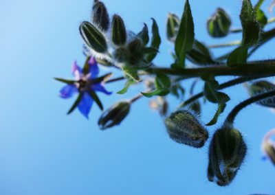 Blüte einer jungen sonnigen Blume mit grünen Blättern und blauen Blüten vor hellem Himmel, detailreiche Nahaufnahme.